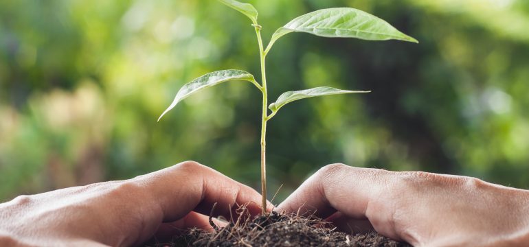 Albireo Energy Partners with Evertreen to Plant Trees in Honor of Earth Day